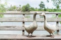 Couple of white goose standing on wooden bridge near river, A statue of two goose on sunny day Royalty Free Stock Photo