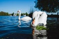 Couple of white grace swan on Alster lake on a sunny day in Hamburg