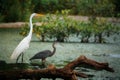 a couple of white and grey herons standing in a pond Royalty Free Stock Photo