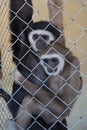 A couple of white handed gibbons Hylobates lar in zoo cage, shot through the cage Royalty Free Stock Photo