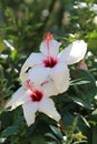 Couple of white Hibiscus flowers - Malvaceae