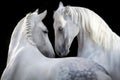 Couple of white horse portrait Royalty Free Stock Photo