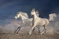 Couple white horse run free Royalty Free Stock Photo