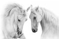 White horses with long mane Royalty Free Stock Photo