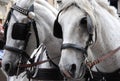 Couple of white horses with blinders. Royalty Free Stock Photo