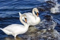 The couple of white king swan Cygnus olor in Baltic Sea Royalty Free Stock Photo