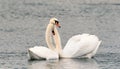 A couple of white mute swans Cygnus Olor mating, nature scene Royalty Free Stock Photo