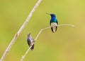 Couple of White-necked Jacobin Royalty Free Stock Photo