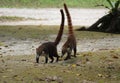 A couple of white-nosed coati in Tikal