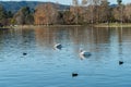 A couple of white pelicans swimming in the Lake Balboa in Los Angeles Royalty Free Stock Photo