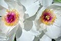 Couple white peony flowers, close up detail of pink and yellow pestle Royalty Free Stock Photo