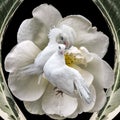 Couple of white pigeons on a wild rose flower Royalty Free Stock Photo