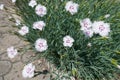 Couple of white and pink flowers of Dianthus