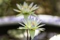 A couple of white purple water lily in blossom Royalty Free Stock Photo