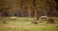 Couple of white Rhino in Africa