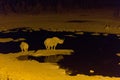Couple of white rhinos at night in namibia Royalty Free Stock Photo