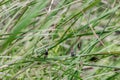 Couple White-rumped Munia Lonchura striata On The Branch Of Tree. Royalty Free Stock Photo