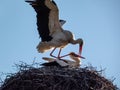 A couple of white storks (Ciconia ciconia) mating in a nest made from twigs and branches