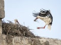 Couple of white storks Ciconia ciconia, one of them landing in