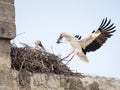Couple of white storks Ciconia ciconia, one of them landing in Royalty Free Stock Photo