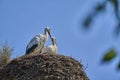 a couple of white storks, ciconia ciconia, sitting in their tall aerie Royalty Free Stock Photo