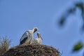 a couple of white storks, ciconia ciconia, sitting in their tall aerie Royalty Free Stock Photo