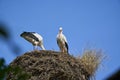 a couple of white storks, ciconia ciconia, sitting in their tall aerie Royalty Free Stock Photo