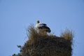 a couple of white storks, ciconia ciconia, sitting in their tall aerie Royalty Free Stock Photo