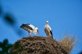 a couple of white storks, ciconia ciconia, sitting in their tall aerie Royalty Free Stock Photo