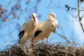 Couple of nesting withe storks Royalty Free Stock Photo