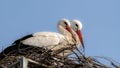 Couple of nesting withe storks Royalty Free Stock Photo