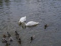 Couple of white swan diving heads into pond with group od duck a Royalty Free Stock Photo
