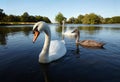 Couple of white swan with nestling