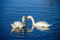 Couple of white swans on blue water Royalty Free Stock Photo