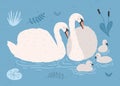 Couple of white swans and brood of cygnets floating together in pond or lake among plants. Adorable family of wild birds