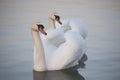 Couple of the white swans