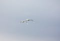 Couple white swans flying in a blue cloudy sky, Finland. Back view Royalty Free Stock Photo