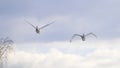 A couple of white Swans flying. Royalty Free Stock Photo