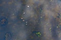 A couple of white swans on the lake aerial drone photo Royalty Free Stock Photo