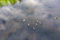 A couple of white swans on the lake aerial drone photo Royalty Free Stock Photo