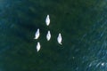 A couple of white swans on the lake aerial drone photo Royalty Free Stock Photo