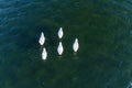 A couple of white swans on the lake aerial drone photo Royalty Free Stock Photo