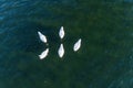 A couple of white swans on the lake aerial drone photo Royalty Free Stock Photo