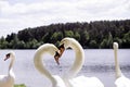 Couple of the white swans on the lake kissing and posing Royalty Free Stock Photo