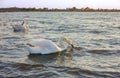 Couple White Swans Pond City Background Sunset