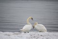 Couple white of swans rested on the frozen sea shore in winter Royalty Free Stock Photo