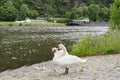 Couple of white swans resting with young chicks in the front Royalty Free Stock Photo