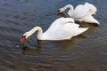 Couple of white swans with splayed wings floats on the water surface of the river Royalty Free Stock Photo