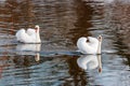 Couple of white swans with splayed wings floats on the water surface of the river Royalty Free Stock Photo