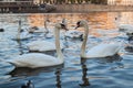 Couple of white swans at sunset Royalty Free Stock Photo